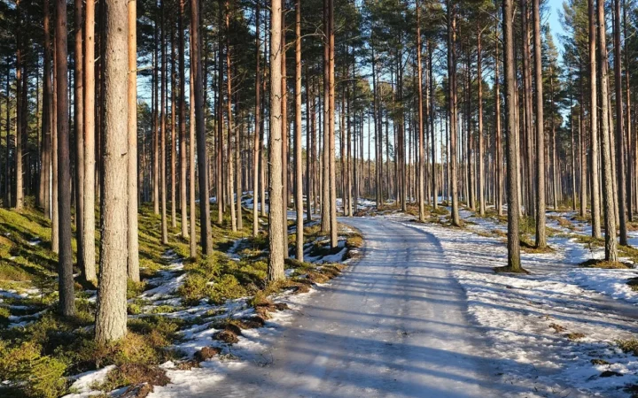 Speciile Rare din România, Amenințate: Cum Ne Protejăm Biodiversitatea Unică?