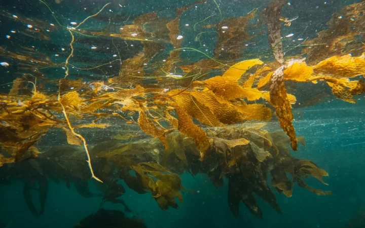 Extractele din alge marine protejează ficatul împotriva toxinelor alimentare, arată un studiu recent