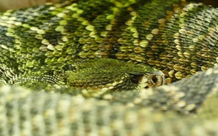 Descoperire Șocantă: Novo Nordisk Afirmă Beneficii Uluitoare pentru Wegovy, Medicament Dezvoltat pe Bază de Venin de Reptilă
