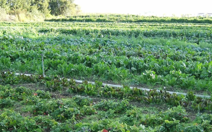 Agricultura organică și ecologică: Trend sau necesitate în România?