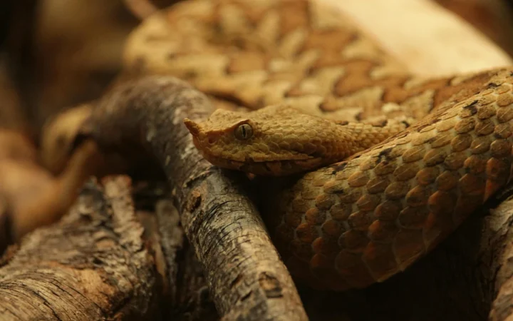 Novo Nordisk, în centrul atenției: Wegovy, medicamentul de slăbit derivat din venin de reptilă, stârnește acuzații șocante