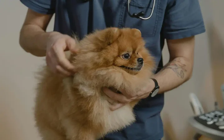 Consultațiile veterinare, amânate de mulți români. Ce riscuri implică această decizie
