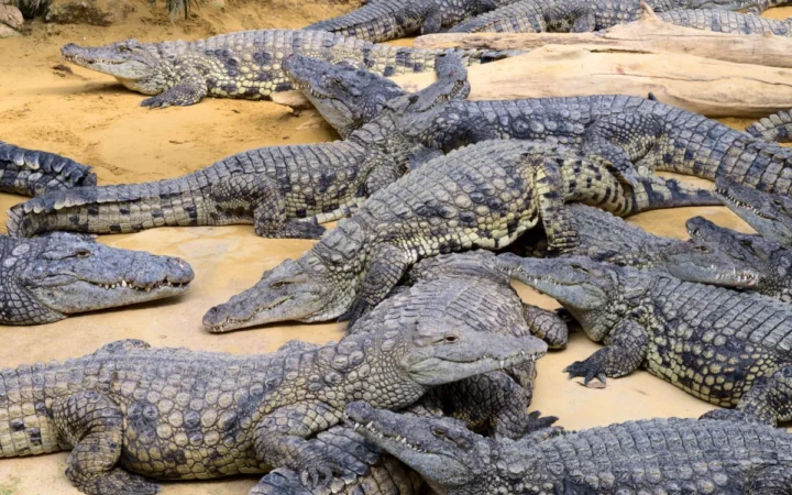 Crocodilii, Opriți la Poarta Închisorii Ketziot: Judecătorii Israelieni Intervin în Planul Controversat