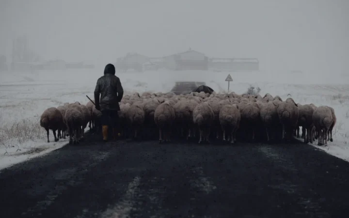 George Simion confruntă criza pestelor la crescătorii de ovine: „Suntem lăsați la voia întâmplării!